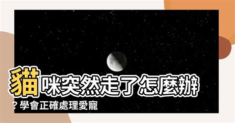 貓死了怎麼處理|【寵物離世】別慌！瞭解4大禁忌/處理方式/火化費用 與牠體面告別